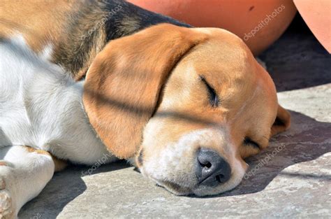 Beagle sleeping — Stock Photo © julof77 #11444146