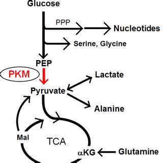 PKM At The Crossroads Of Glucose Glutamine And Lactate Metabolism