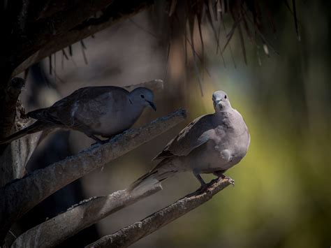 Eurasian Collared-Dove | Audubon Field Guide