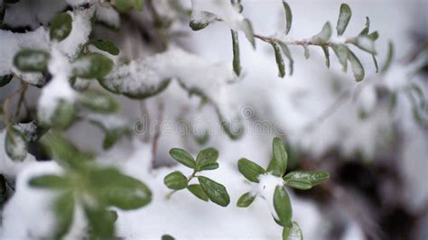 Beautiful Branch with Green Leaves in Late Fall or Early Winter Under ...