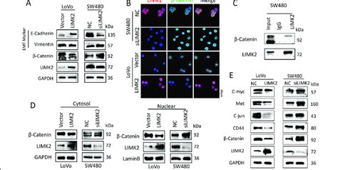 Knocking Down Limk Promotes Catenin Nuclear Translocation And