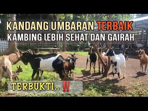 Dolan Kandang Umbaran Terbaik Lurisae Farm Kambing Sehat Selalu