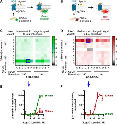 Frontiers Clickarr A Novel High Throughput Assay For Evaluating