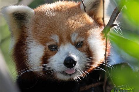 Red Panda Portrait Taken at the Atlanta Zoo Stock Image - Image of ...