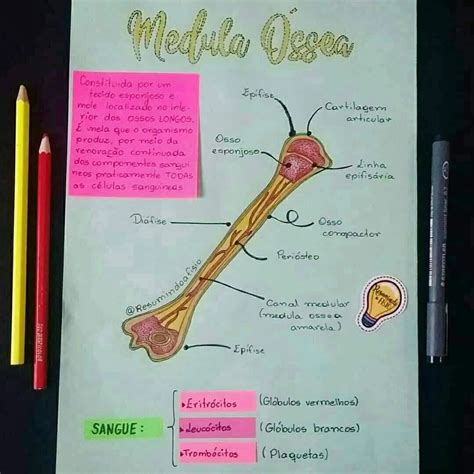 O Que É A Medula Óssea - MEDULA ÓSSEA: É um tecido líquido-gelatinoso que ocupa o interior dos ...