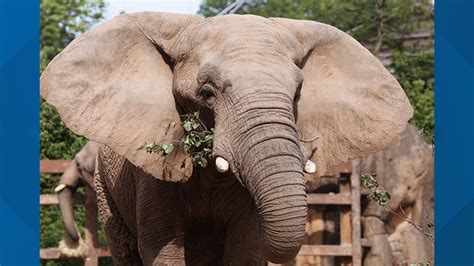 The Elephant Sanctuary welcomes Edie the elephant | wbir.com