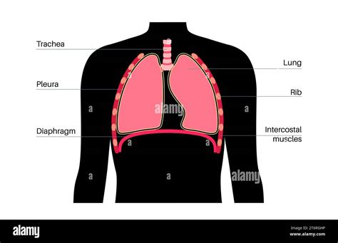 Sistema Respiratorio Maschile Immagini Senza Sfondo E Foto Stock