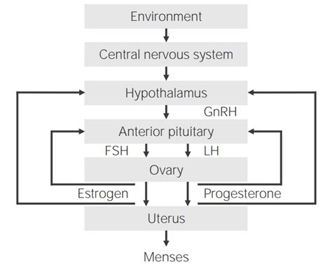 Puberty Concise Medical Knowledge