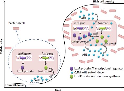 Pdf Investigation Of A Quorum Sensing Peptide In Bacillus