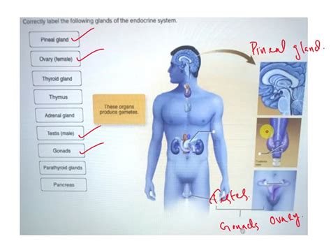 Solved Review Sheet Identify The Endocrine Glands And Name All