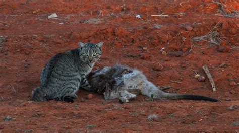 50 Hilarious Feral Cats Puns Punstoppable 🛑