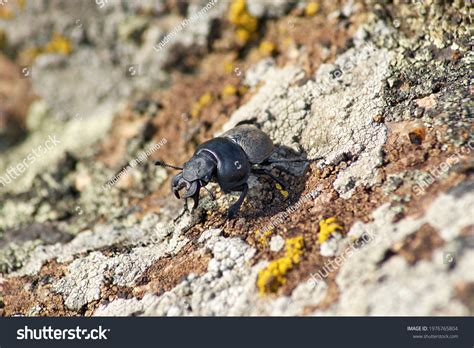 Lethrus Apterus Male On Granite Stone Stock Photo 1976765804 Shutterstock