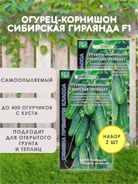 Огурцы Уральский дачник Сибирская Гирлянда + Кураж_2_Кураж + Сибирская ...