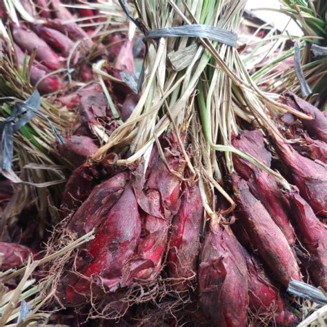 Jual Bawang Dayak 1kg Segar Shopee Indonesia