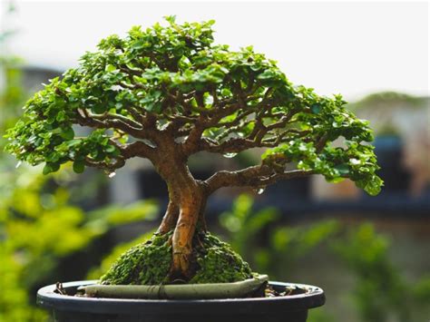 How To Make A Bonsai Tree From A Normal Tree A Concise Guide Foliage