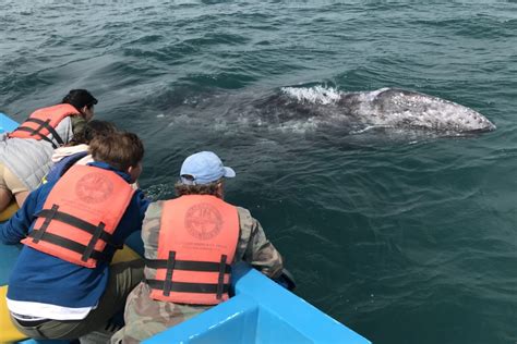 Whale Watching Boat Baja Mexico Mexperience