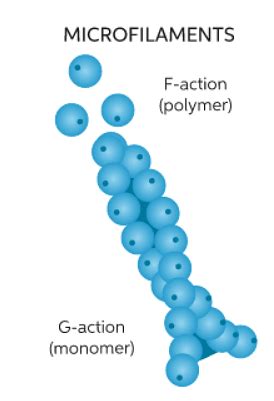 Microfilament: Structure, Function, and Location