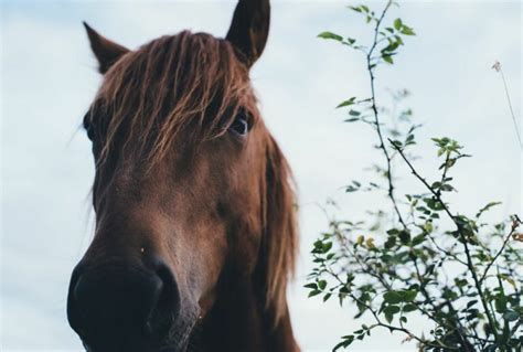 Horse Lung Anatomy Guide: How to Keep Your Horse Free of Respiratory ...