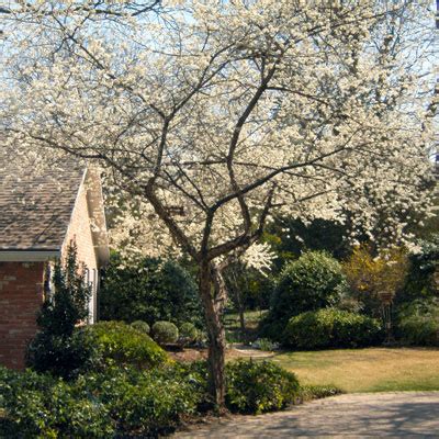 Mexican Plum, Native Texan - Neil Sperry's GARDENS