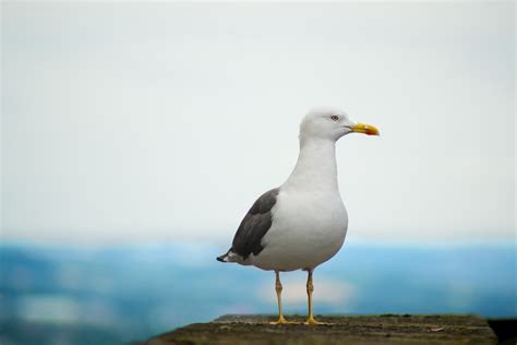 SEAGULL Naked Scientists