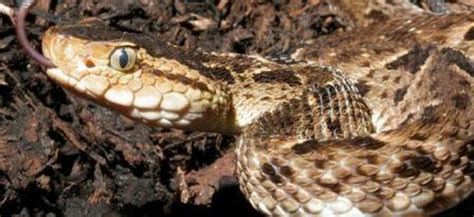 Fer-de-Lance (Terciopelo), the ultimate pit viper - Snake Facts