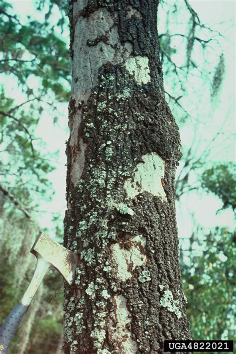 Hypoxylon Cankers Genus Hypoxylon