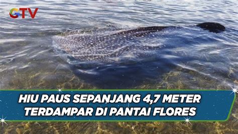 Hiu Paus Sepanjang Meter Terdampar Di Pantai Sanjuan Flores Timur