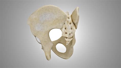 Female Pelvis 3d Model Turbosquid 1924962