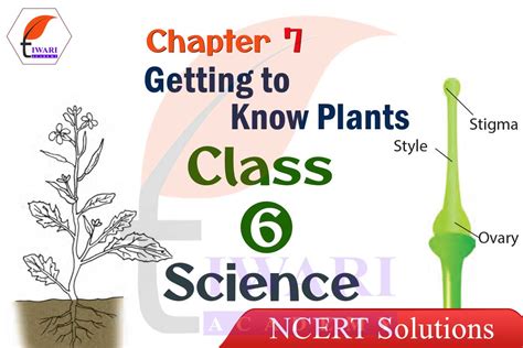 Class 6 Science Chapter 7 Question Answers Getting To Know Plants