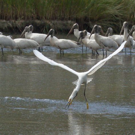 Pluff Mud Perspectives: A Visit to Bear Island Wildlife Management Area ...