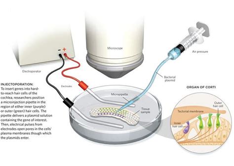 Tricky Transfections The Scientist Magazine