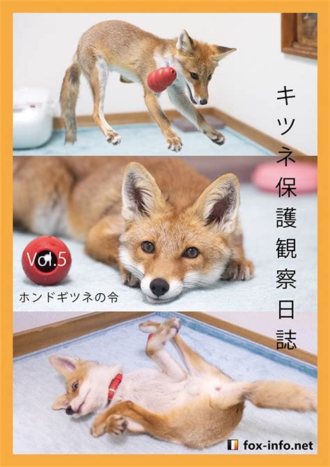 「キツネ写真集」キツネ保護観察日誌 Vol5 ホンドギツネの令 （fox ）の通販・購入はメロンブックス メロンブックス