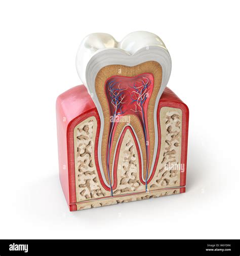 Dental Tooth Anatomy Cross Section Of Human Tooth Isolated On White