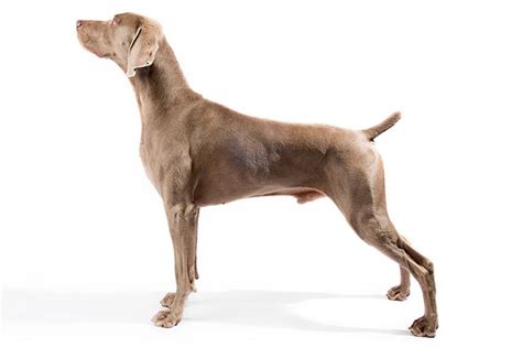 Weimaraner Dog Breed Information