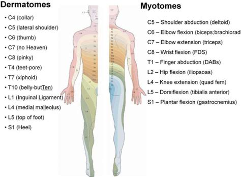 How To Remember The Dermatomes