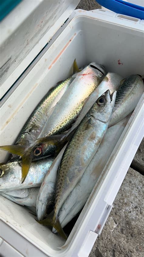 🐟🐟頭の中🎣🎣 さんの 2024年04月13日のサバの釣り・釣果情報広島県 広島湾 アングラーズ 釣果500万件の魚釣り情報サイト