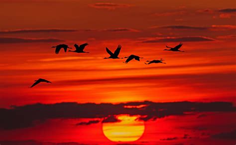 Flock Time Lapse Photography Of Flock Of Birds In Flight During Golden