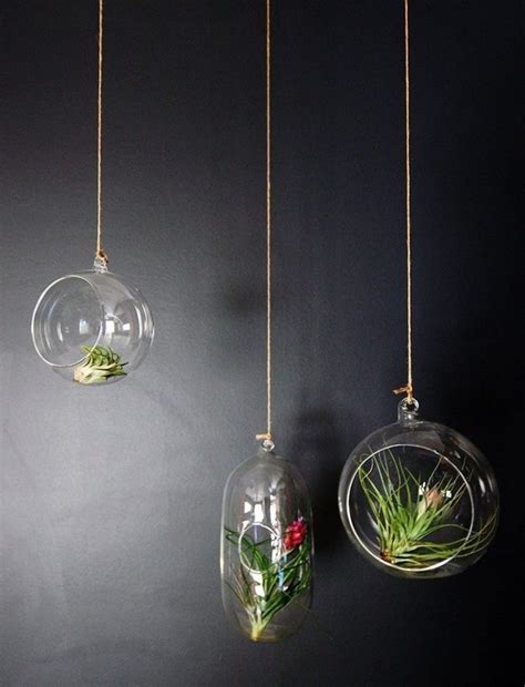 50 Creative Ideas To Display Your Air Plants In A Most Spectacular Way