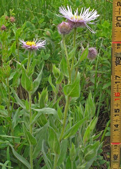 Southwest Colorado Wildflowers Erigeron Elatior