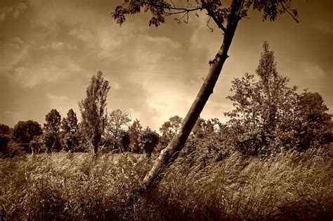 Free Images Landscape Nature Forest Grass Branch Cloud Sky