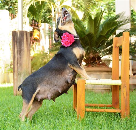 Inspirada em fotos de gestantes fotógrafa faz ensaio de cadela grávida