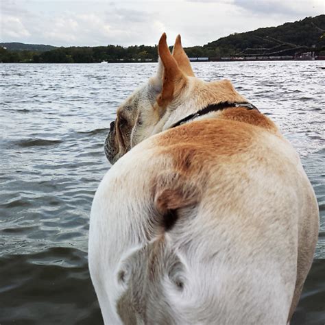 Vorbeugen Einer Analbeutelentz Ndung Beim Hund Tipps Zur