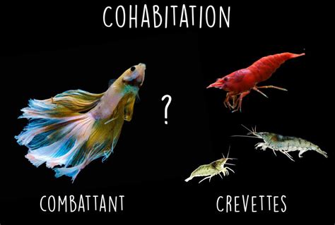 Poisson Combattant Et Crevettes Tout Savoir Sur Leur Cohabitation