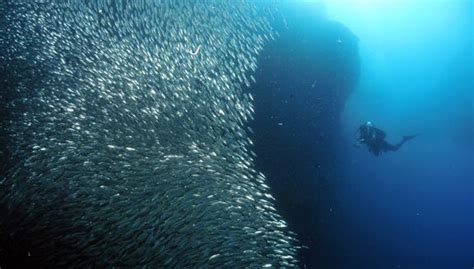 Diving Moalboal Cebu Philippines | Fasci Garden