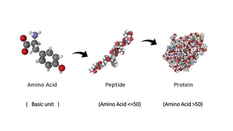 Barriers to Protein and peptide drug delivery system