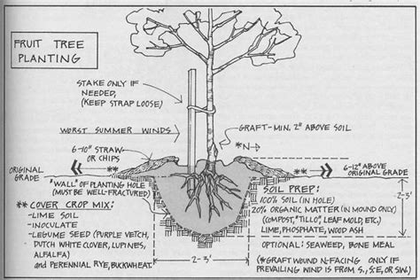 Tree Root System Diagram