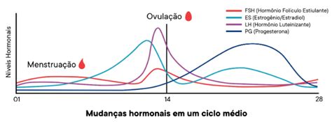 Ovula O O Que E Como Saber Se Estou Ovulando Ceverj Histerolap