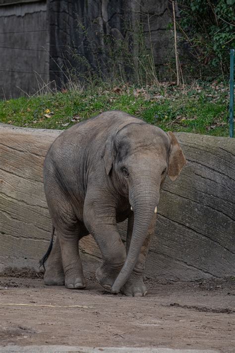 Trauer Im Tierpark Hagenbeck Junger Elefantenbulle Santosh Gestorben