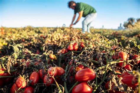 Unilever Apuesta Por La Agricultura Regenerativa Y Sostenible