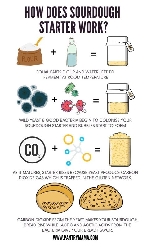 Can You Use Rapid Rise Yeast In Sourdough Starter Free Word Template